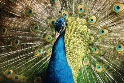 Imagem jigsaw puzzle
