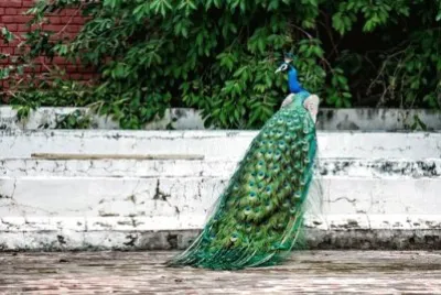 Imagem jigsaw puzzle