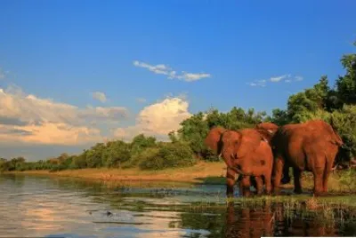 Ã©lÃ©phants jigsaw puzzle