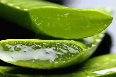 Aloe jigsaw puzzle