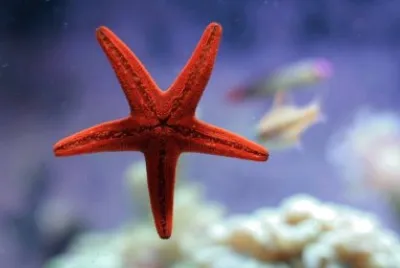 Estrella de Mar jigsaw puzzle