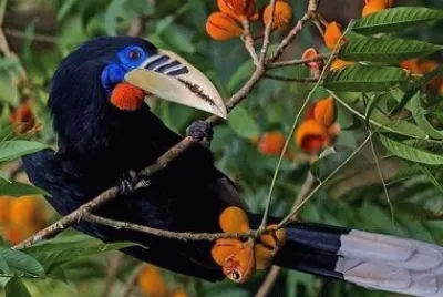 natural jigsaw puzzle