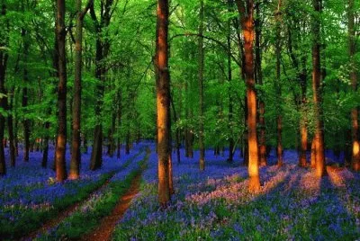 Foto jigsaw puzzle