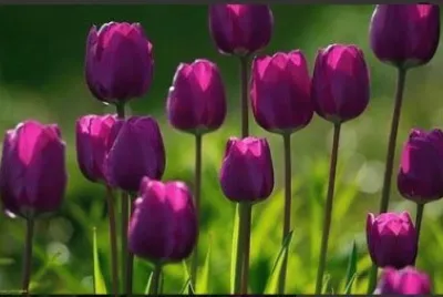 OK