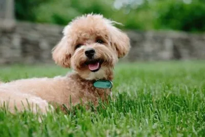 Imagem jigsaw puzzle