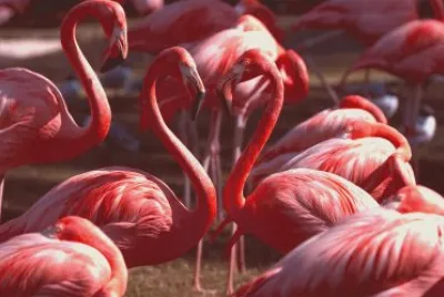 Flamingos jigsaw puzzle