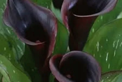 OK