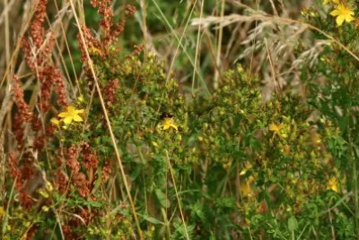 nature jigsaw puzzle