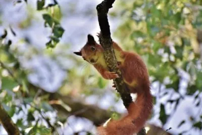 Foto jigsaw puzzle