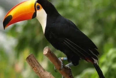 TUCAN-SELVA PERUANA jigsaw puzzle