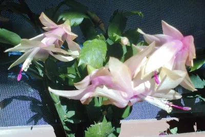 fiori