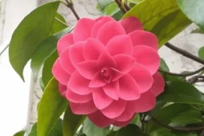 721