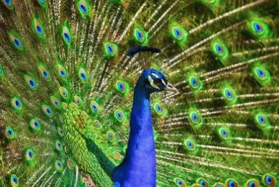 Foto jigsaw puzzle