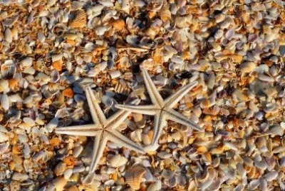 Foto jigsaw puzzle