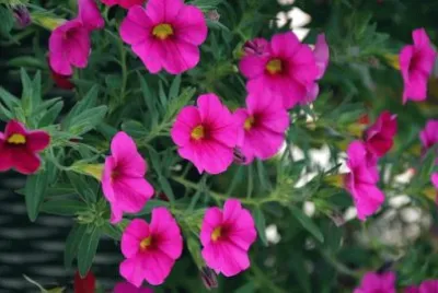 OK