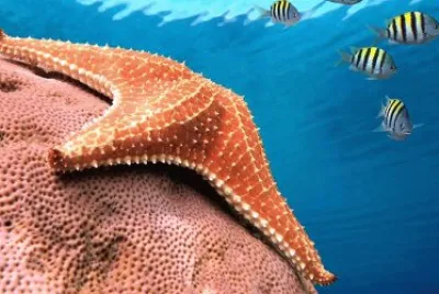Estrella de Mar