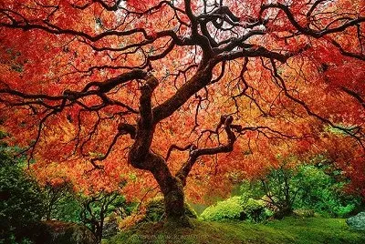 192 jigsaw puzzle