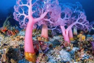 seafloor