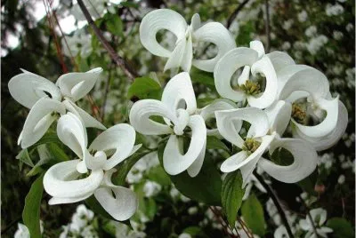 spring #217 jigsaw puzzle