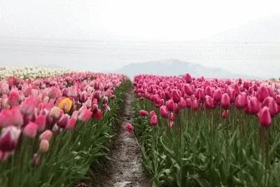 OK