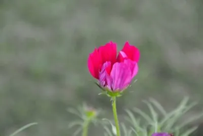 OK
