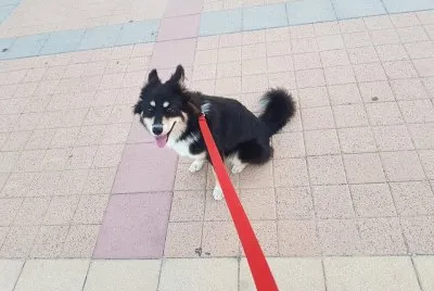 ×›×œ×‘×œ×‘