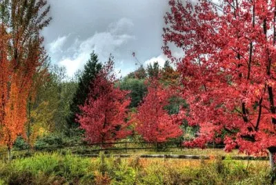 Foto jigsaw puzzle