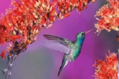 Foto jigsaw puzzle
