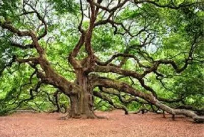 FLORESTAS jigsaw puzzle