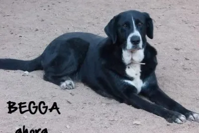 פאזל של perrito