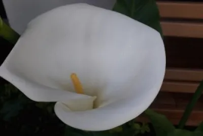 פאזל של Cartucho Blanco-
