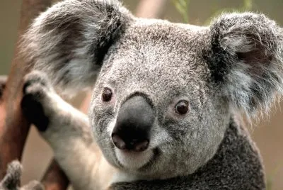 פאזל של koala