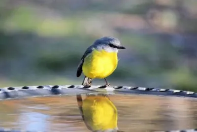 פאזל של Foto