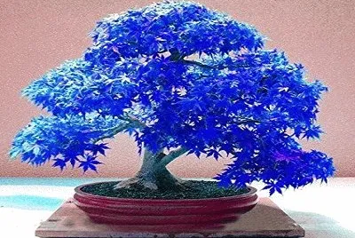 462 jigsaw puzzle