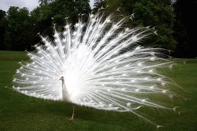 464