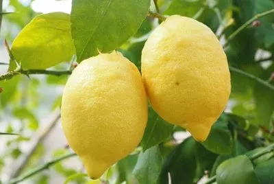 פאזל של Foto