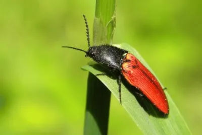 Ampedus saunguineus