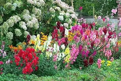 Flower Border