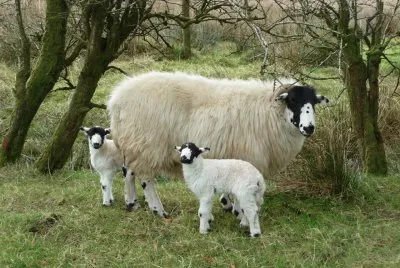 Rough fell