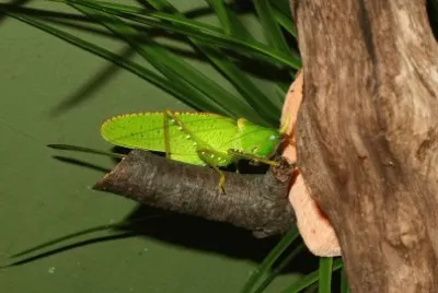 Copiphora rhinoceros