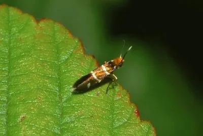 פאזל של Micropterix aruncella