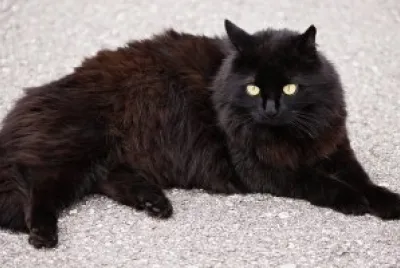 Angora turco nero