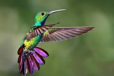 COLIBRI 2 jigsaw puzzle