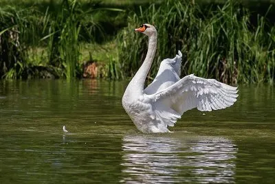 CISNE jigsaw puzzle