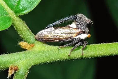 Treehopper horned