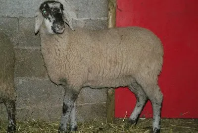Alpagota