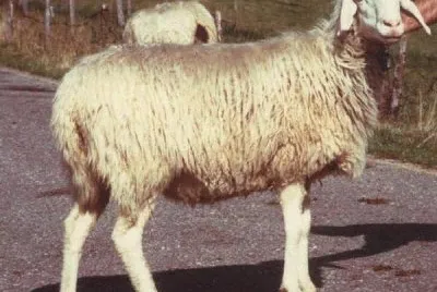 Di corteno