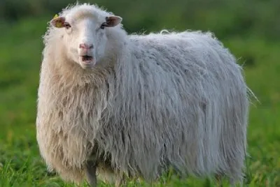 Diepholzer moorschnude