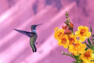 imagem