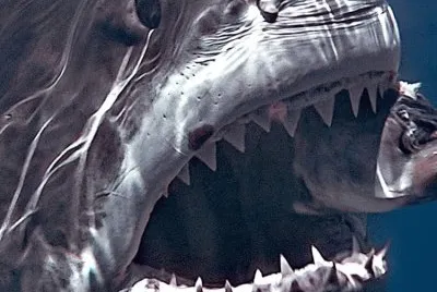shark